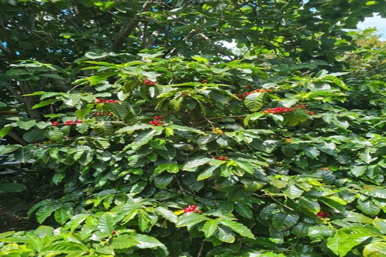 Photo of property in 656 One Tree Point Road, Ruakaka, Whangarei, 0171