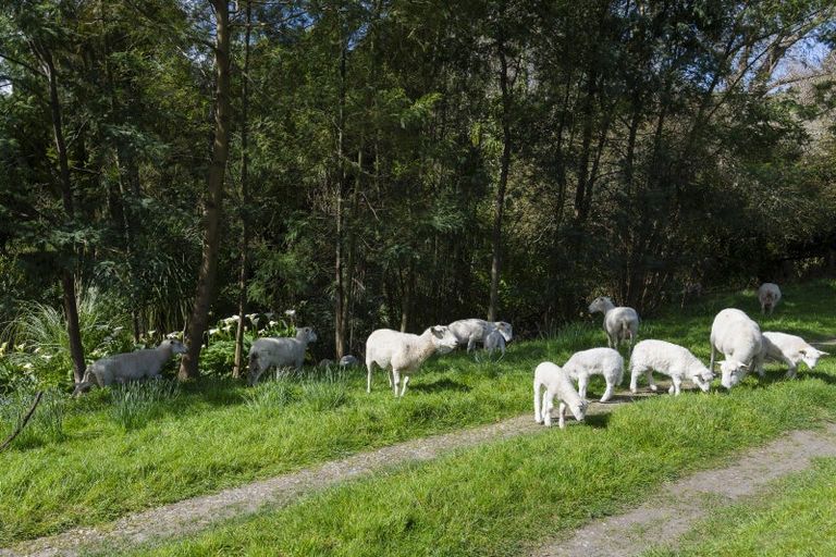 Photo of property in 1646 Waimata Valley Road, Waimata, 4073