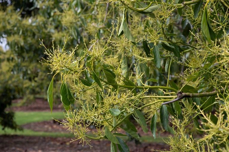 Photo of property in 317 Pahoia Road, Whakamarama, Tauranga, 3172