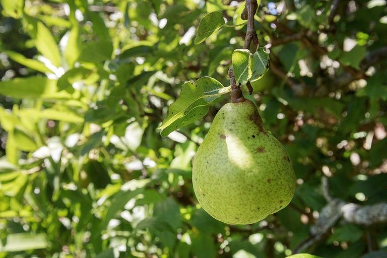 Photo of property in 18 Rossiter Street, Tawa, Wellington, 5028