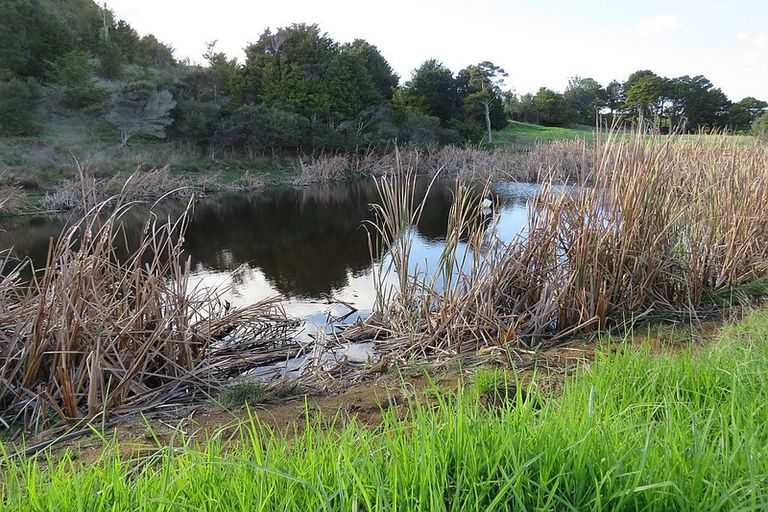 Photo of property in 300 Arapaoa Road, Tinopai, 0593