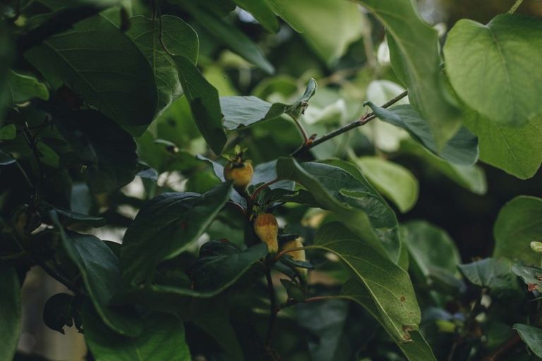 Photo of property in 17 Pekanga Drive, Fox Glacier, 7886