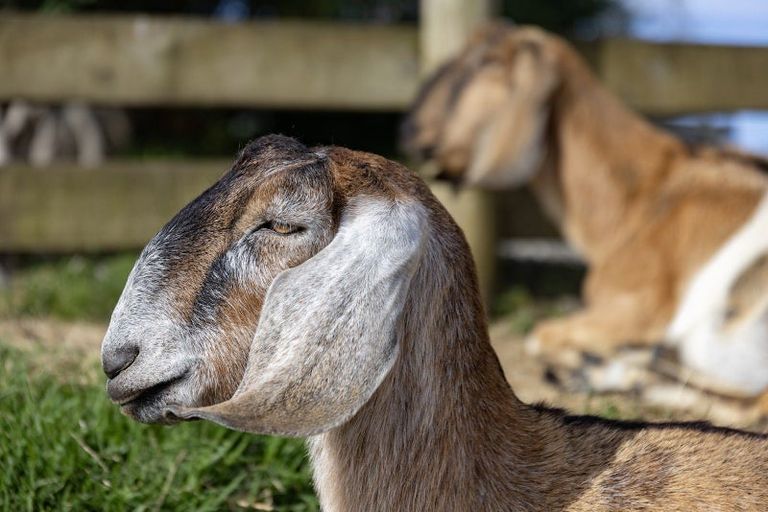 Photo of property in 308 Henderson Valley Road, Henderson Valley, Auckland, 0612