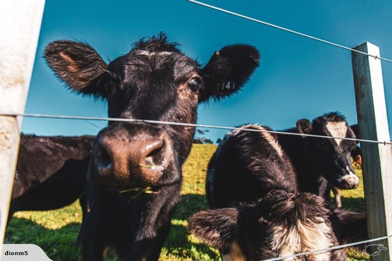 Photo of property in 8 Kyla Place, Hakaru, Kaiwaka, 0573