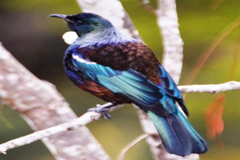 Photo of property in 89 Bethells Road, Waitakere, Auckland, 0782