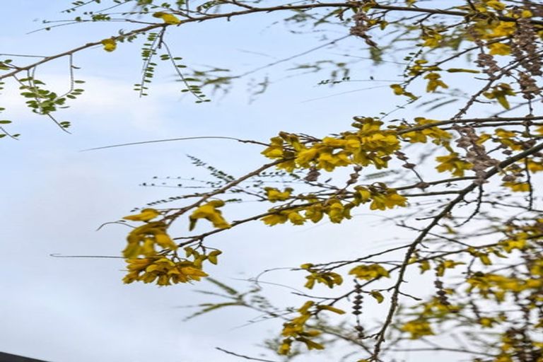 Photo of property in 79 Kawiu Road, Levin, 5510