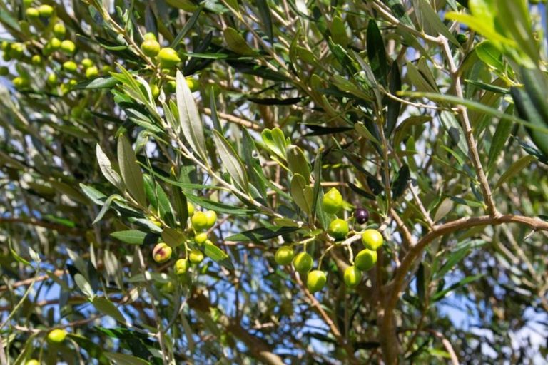 Photo of property in 420 Phillips Road, Raglan, Te Mata, 3894