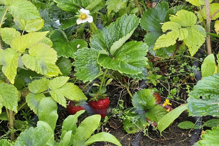 Photo of property in 35 Sinclair Avenue, Nightcaps, 9630