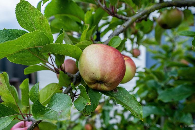 Photo of property in 4 Rugby Street, Highfield, Timaru, 7910