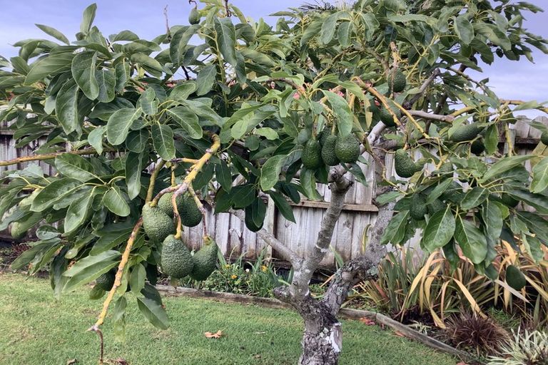 Photo of property in 4 Giles Way, Tanners Point, Katikati, 3177