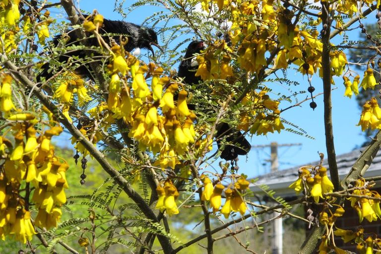 Photo of property in 36 Seabreeze Road, Narrow Neck, Auckland, 0624