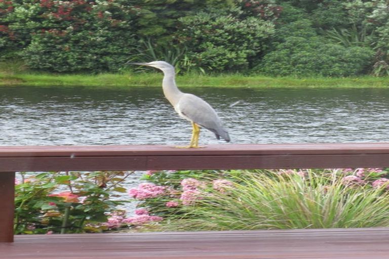 Photo of property in 81 Awatea Avenue, Paraparaumu, 5032