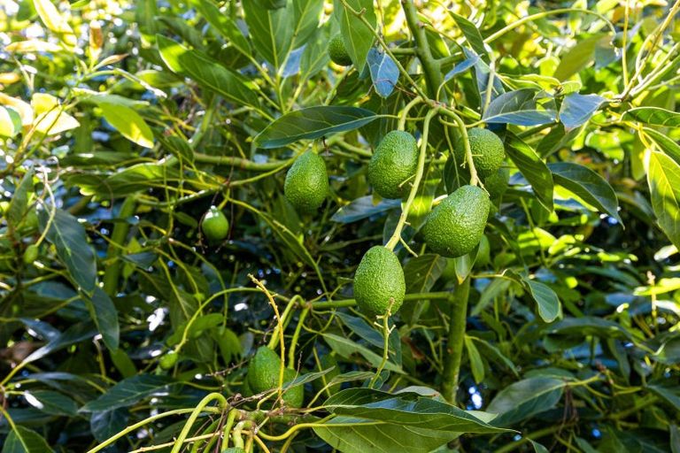 Photo of property in 75 Mill Road, Lower Vogeltown, New Plymouth, 4310