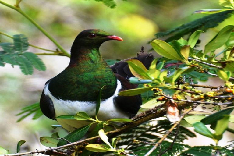 Photo of property in 89 Bethells Road, Waitakere, Auckland, 0782