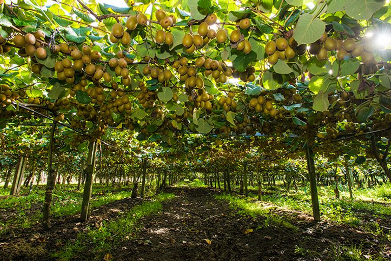 Photo of property in 374 Papatu Road, Manutuke, 4072