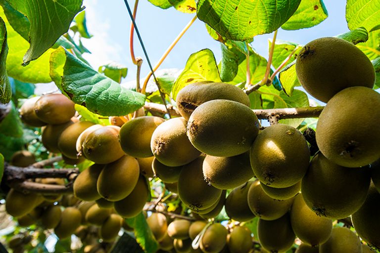 Photo of property in 374 Papatu Road, Manutuke, 4072