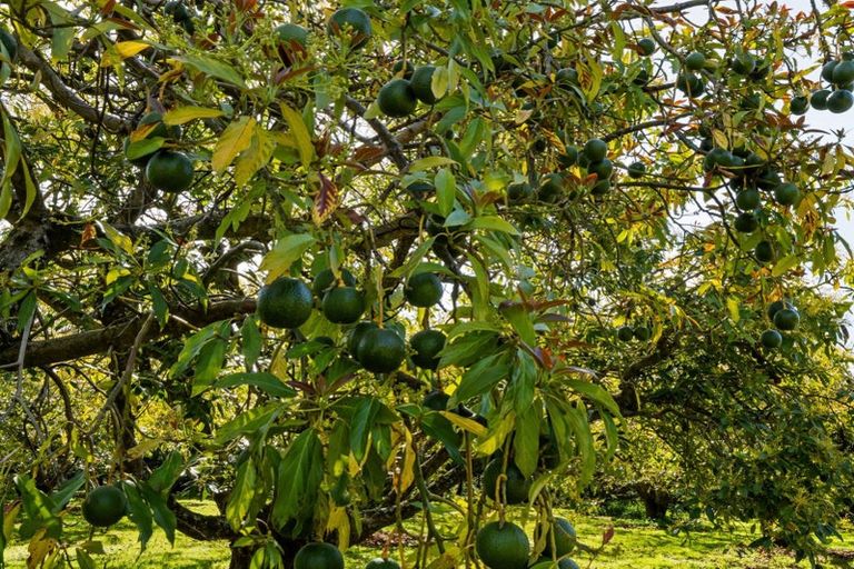 Photo of property in 85 Wharawhara Road, Tahawai, Katikati, 3178