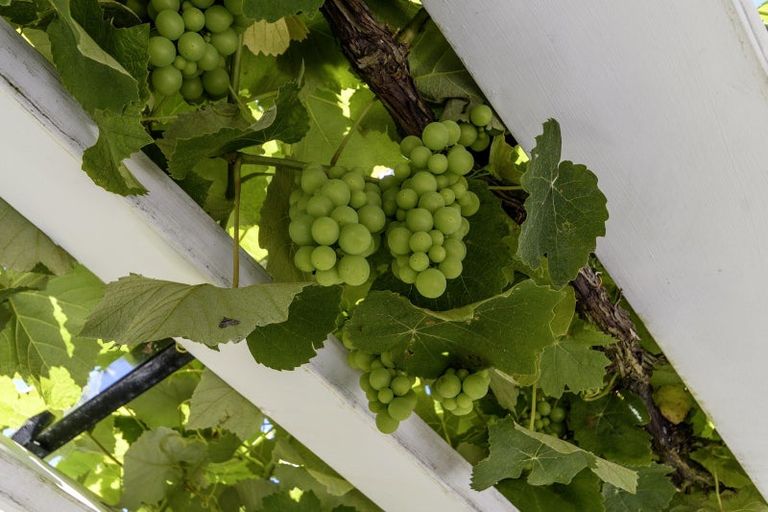 Photo of property in 1 Rexford Heights, Pyes Pa, Tauranga, 3112