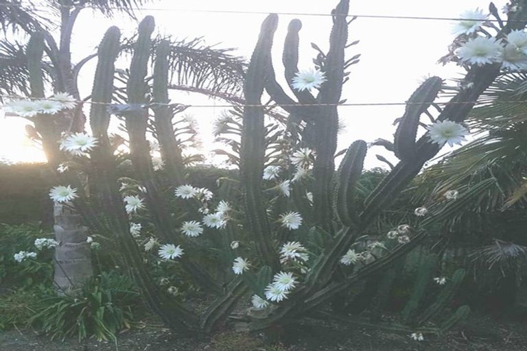 Photo of property in 42 Jellicoe Avenue, Tuakau, 2121