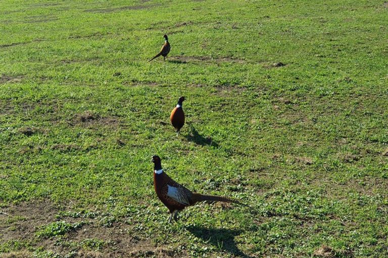 Photo of property in 557 Maungakawa Road, Te Miro, Cambridge, 3496