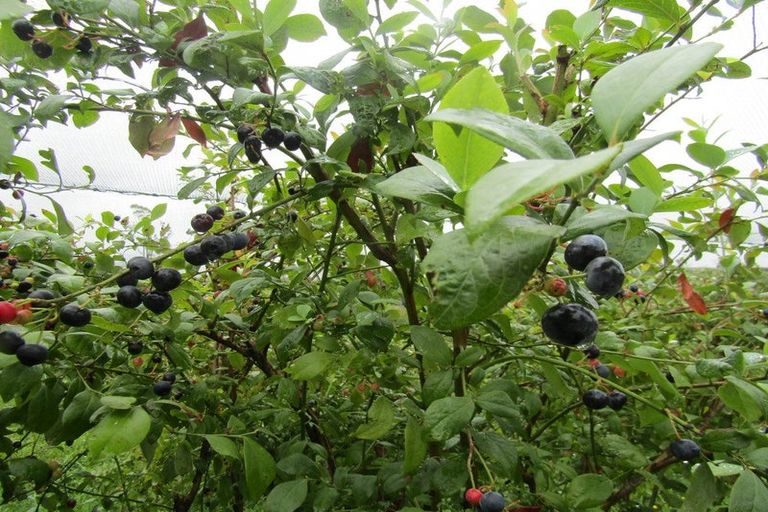 Photo of property in 549a Seddon Road, Gordonton, Hamilton, 3287