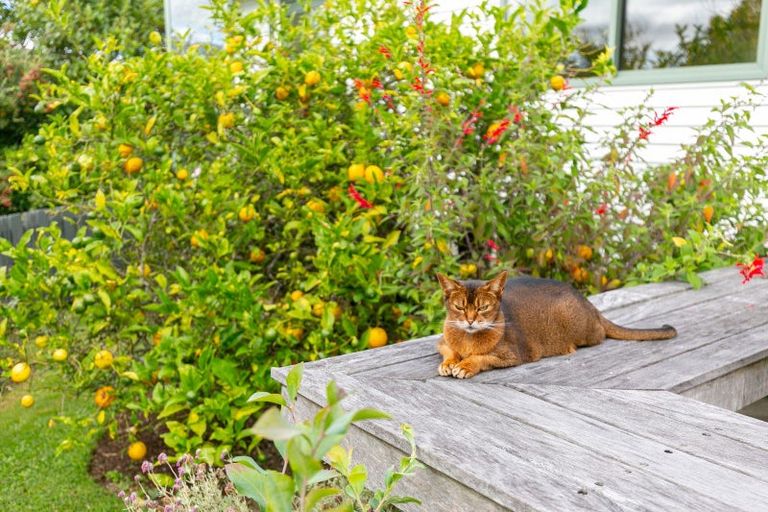 Photo of property in 8 Saint Johns Terrace, Tawa, Wellington, 5028