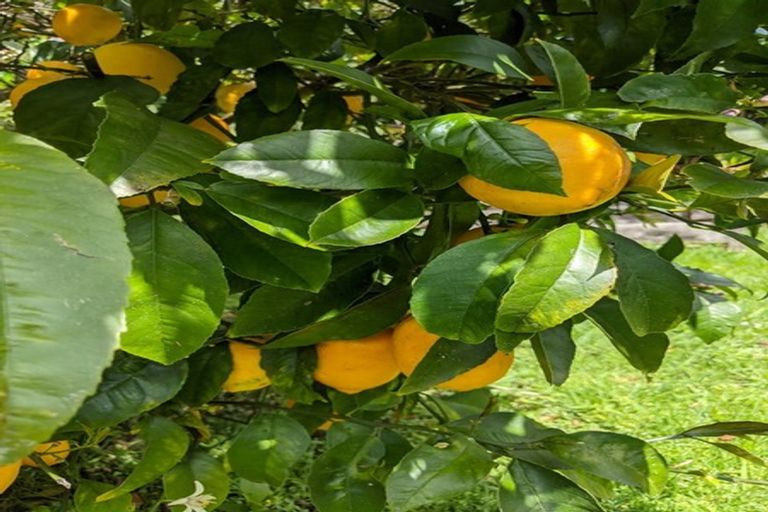 Photo of property in 90 Exmouth Road, Northcote, Auckland, 0627