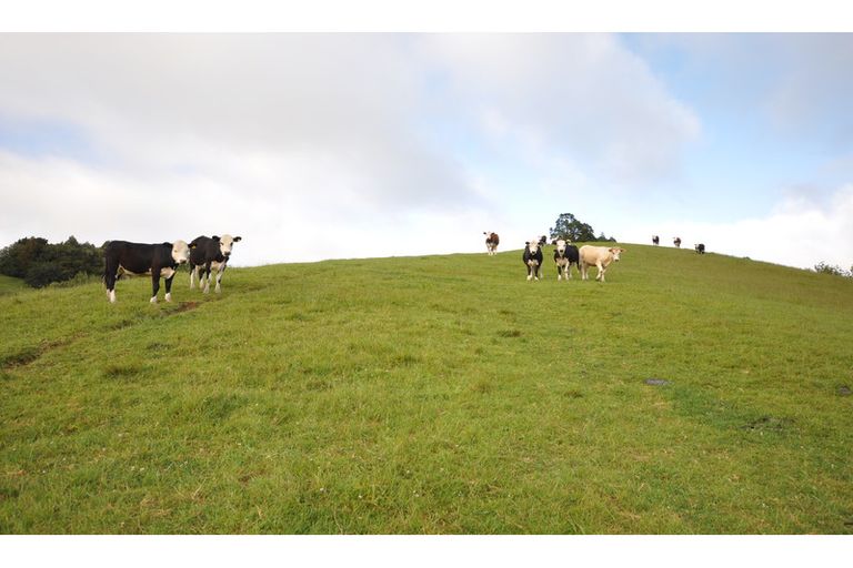 Photo of property in 475 Ahuroa Road, Puhoi, Warkworth, 0994