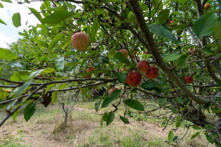 Photo of property in 3687 State Highway 12, Taheke, Kaikohe, 0473