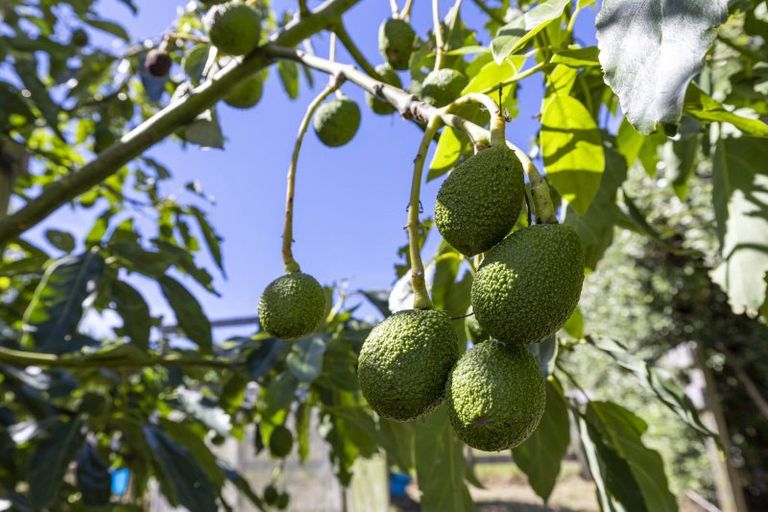 Photo of property in 144 Maungatawhiri Road, Raglan, 3295