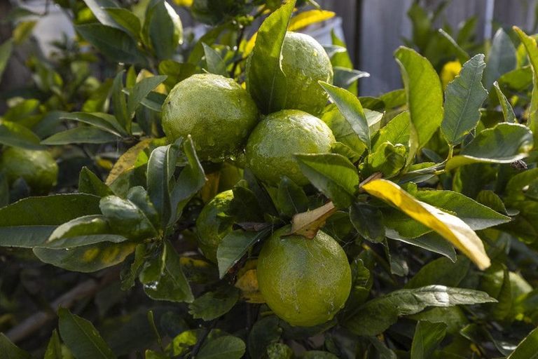 Photo of property in 32 Havelock Street, Renwick, 7204