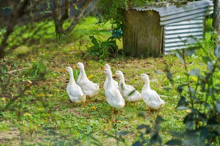 Photo of property in 288 Oropi Gorge Road, Oropi, Tauranga, 3173