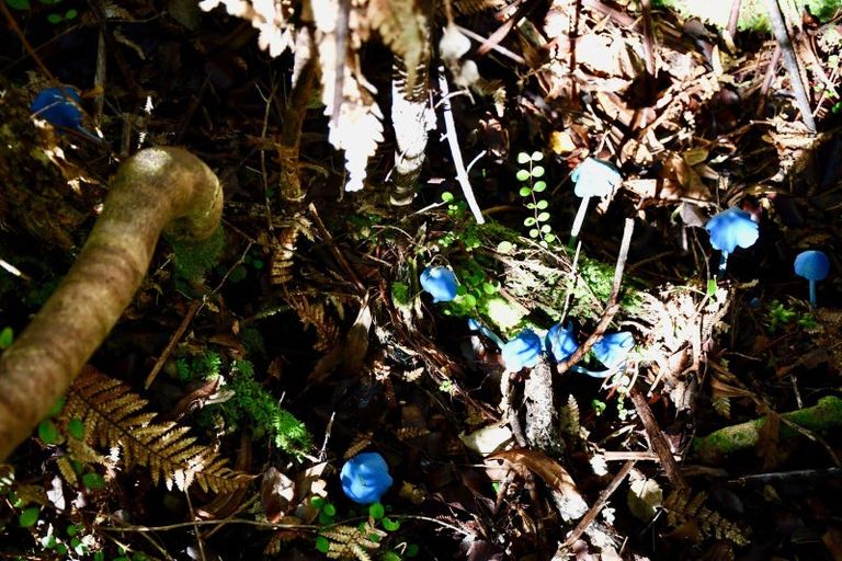 Photo of property in 64 Eco Place, Little Wanganui, Karamea, 7893