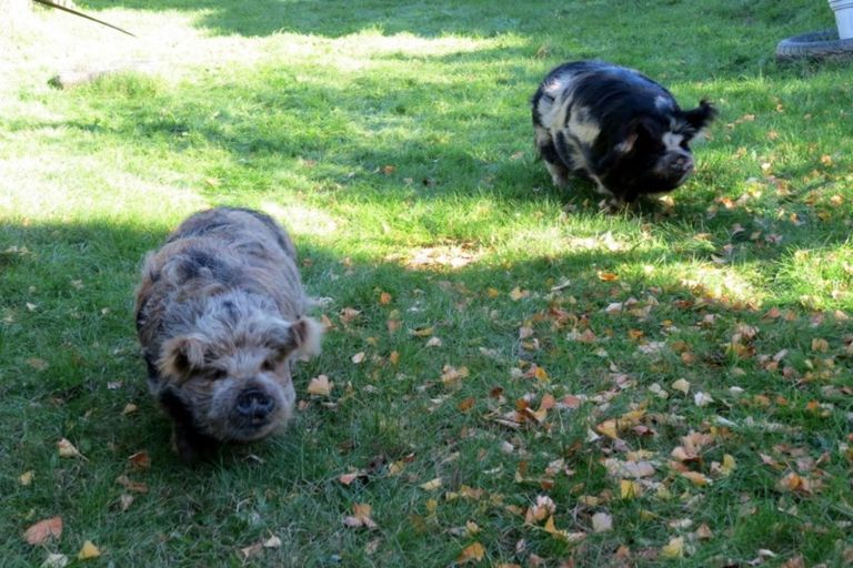 Photo of property in 475 Driving Creek Road, Coromandel, 3506