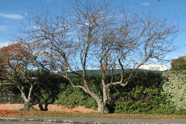 Photo of property in 26 Chepstow Avenue, Fendalton, Christchurch, 8052