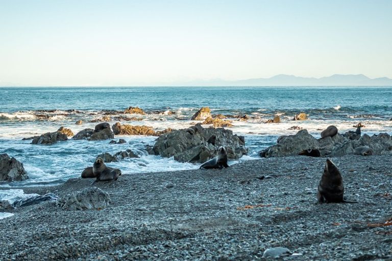 Photo of property in Long Gully Farm, 500 Hawkins Hill Road, Brooklyn, Wellington, 6021