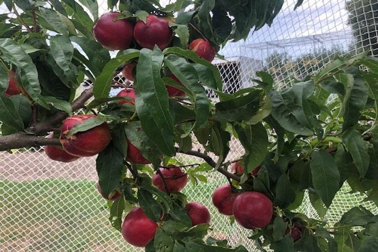 Photo of property in 132 Round Hill Road, Loburn, 7472