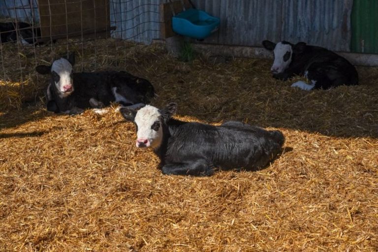 Photo of property in 939 Hudsons Road, Motukarara, Tai Tapu, 7674