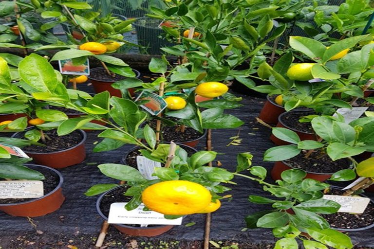 Photo of property in 656 One Tree Point Road, Ruakaka, Whangarei, 0171