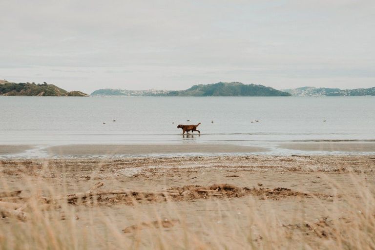 Photo of property in 73 Adelaide Street, Petone, Lower Hutt, 5012