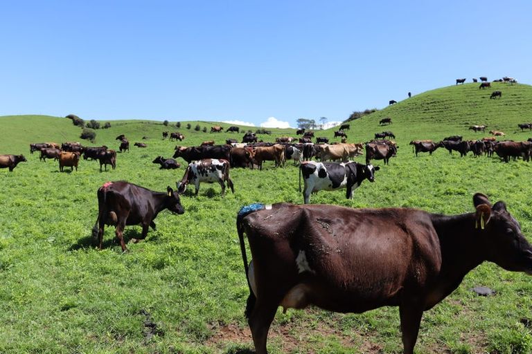 Photo of property in 1234 Richmond Road, Everett Park, Inglewood, 4389