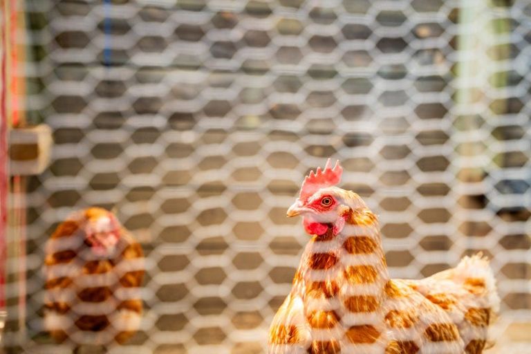 Photo of property in 21a Tamure Place, Ruakaka, 0116