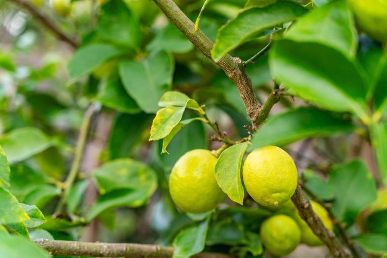 Photo of property in 39 Pearson Street, Mangawhai, 0505