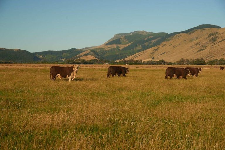 Photo of property in 247 Seabridge Road, Motukarara, Christchurch, 7672