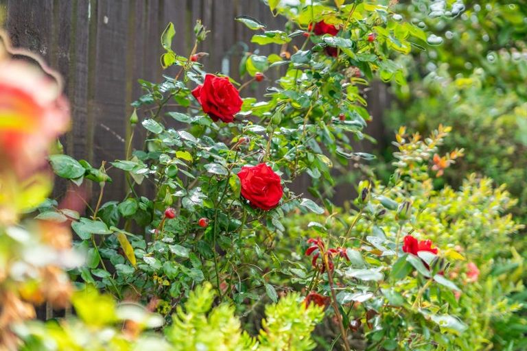 Photo of property in 32 Seymour Grove, Kingsley Heights, Upper Hutt, 5018