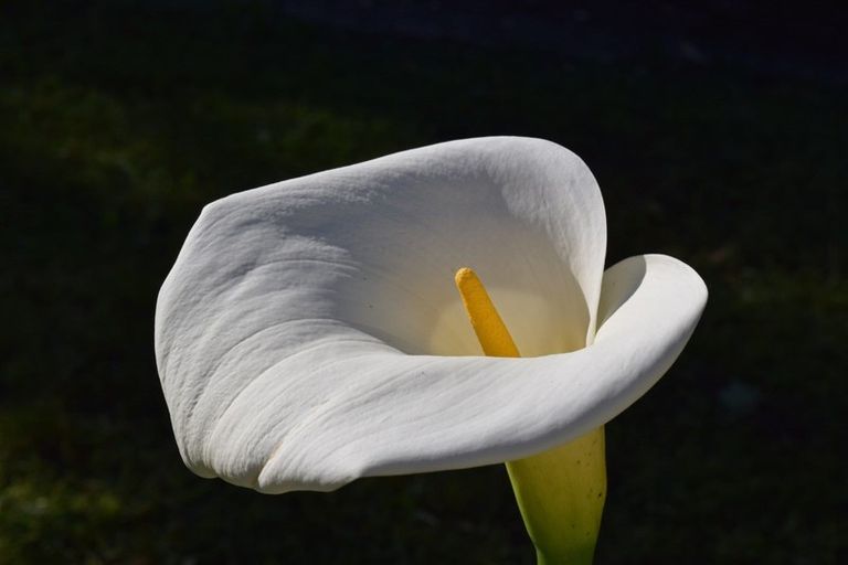 Photo of property in 44 Ruahine Street, Paraparaumu, 5032