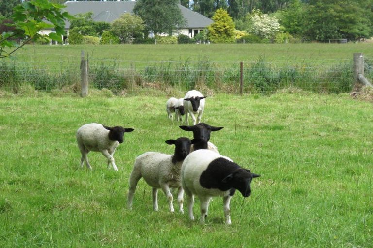 Photo of property in 107 Albert Street, Elgin, Ashburton, 7700