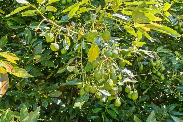 Photo of property in 91 Manu Crescent, Upper Vogeltown, New Plymouth, 4310