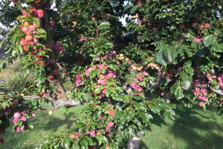 Photo of property in 186 Te Puna Road, Te Puna, Tauranga, 3176