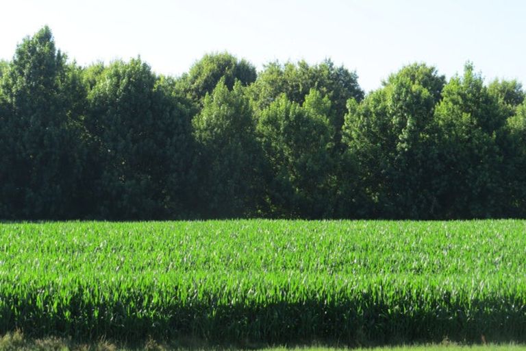 Photo of property in 6 Seales Road, Morrinsville, 3374